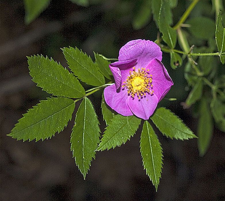 加羅林薔薇