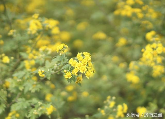 靈岩御菊