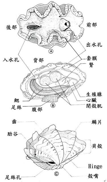 硨磲科貝類結構示意圖