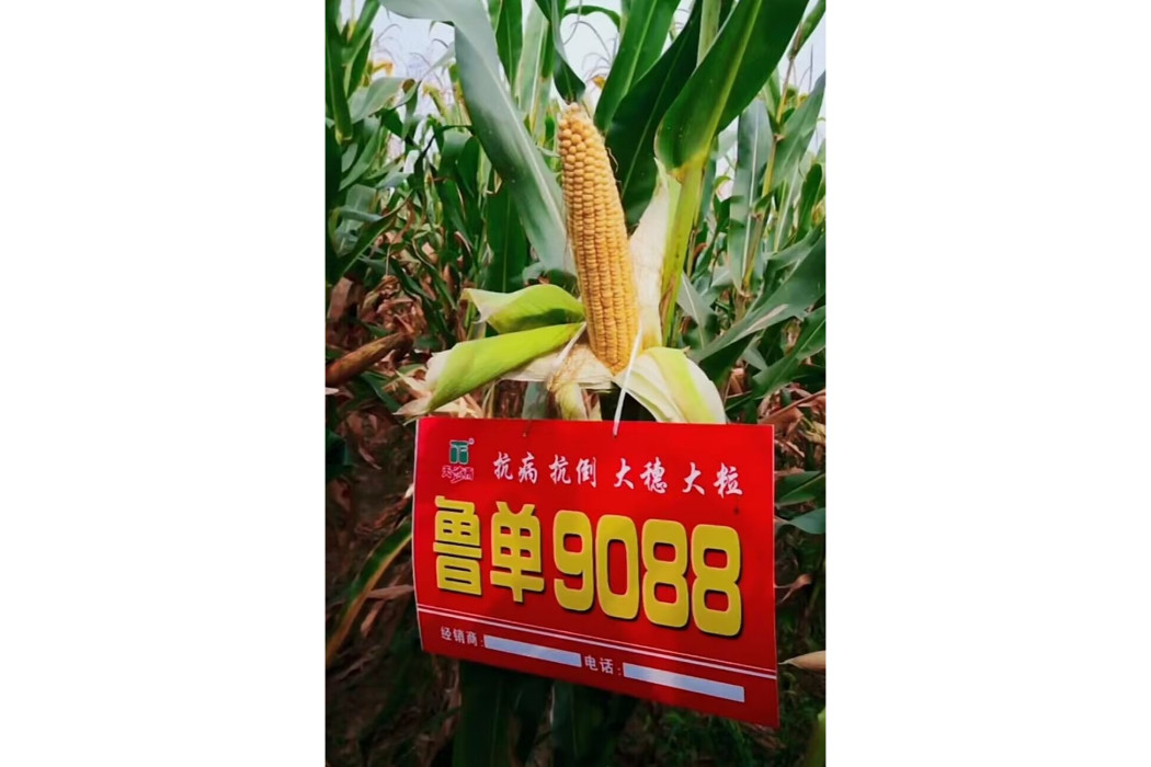 魯單9088(玉米品種)