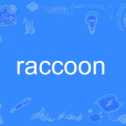 raccoon