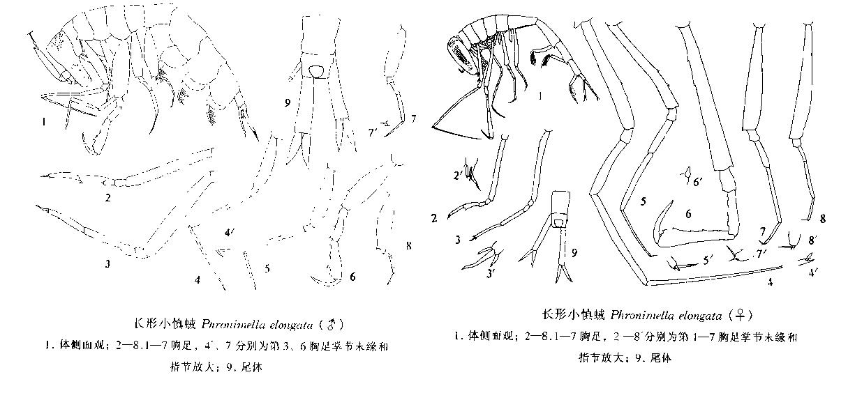 長形小慎戎