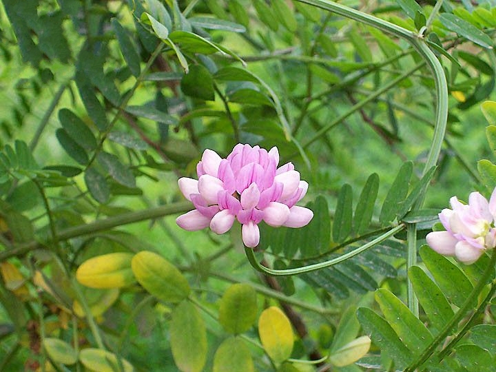 繡球小冠花