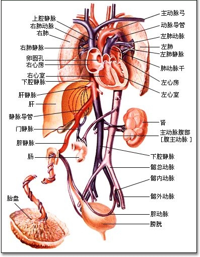 靜脈導管