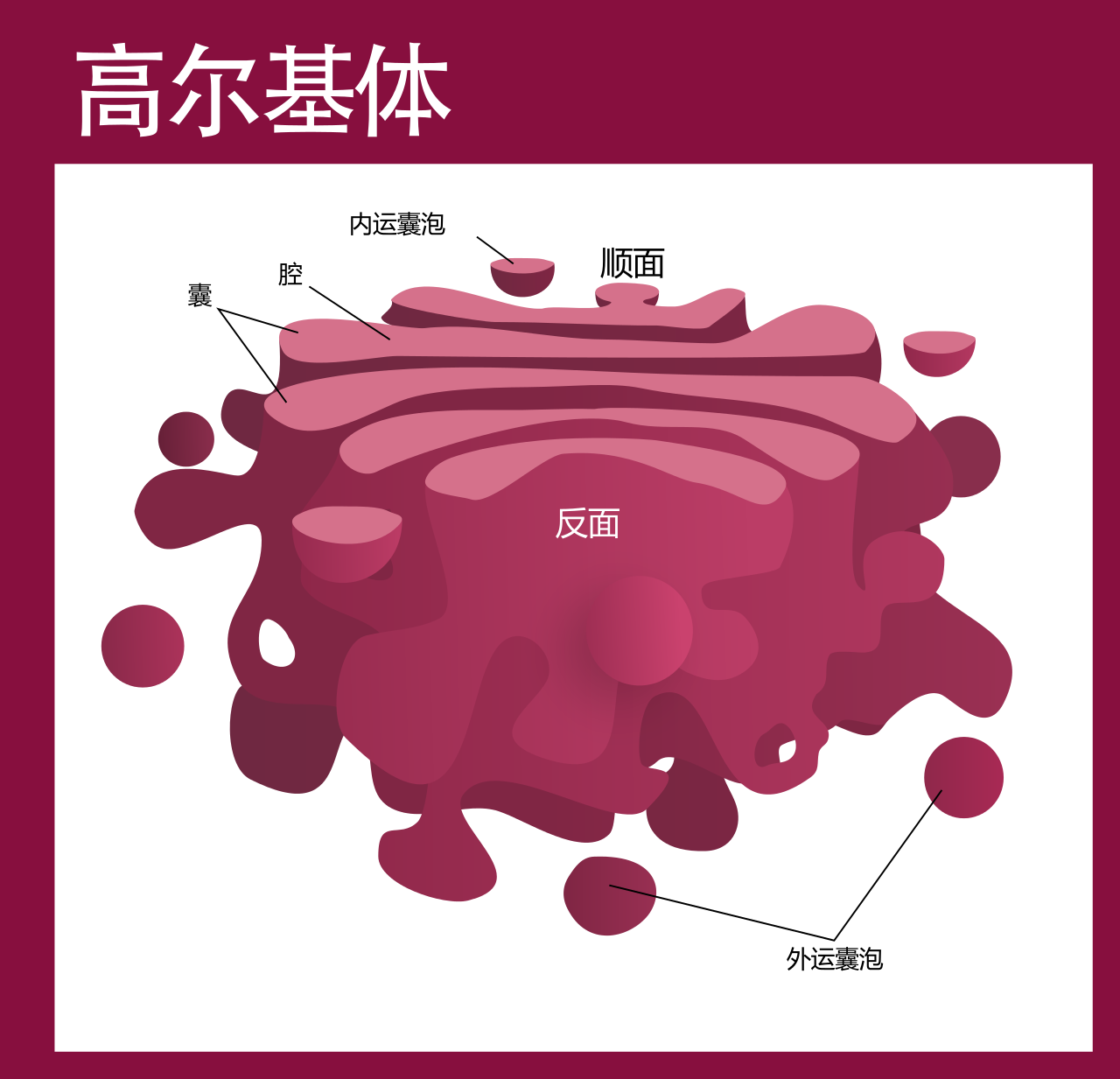 高爾基氏體