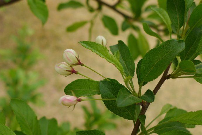 金雨滴(薔薇科蘋果屬植物)