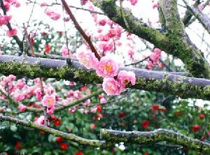 澱山湖梅園盛開的梅花