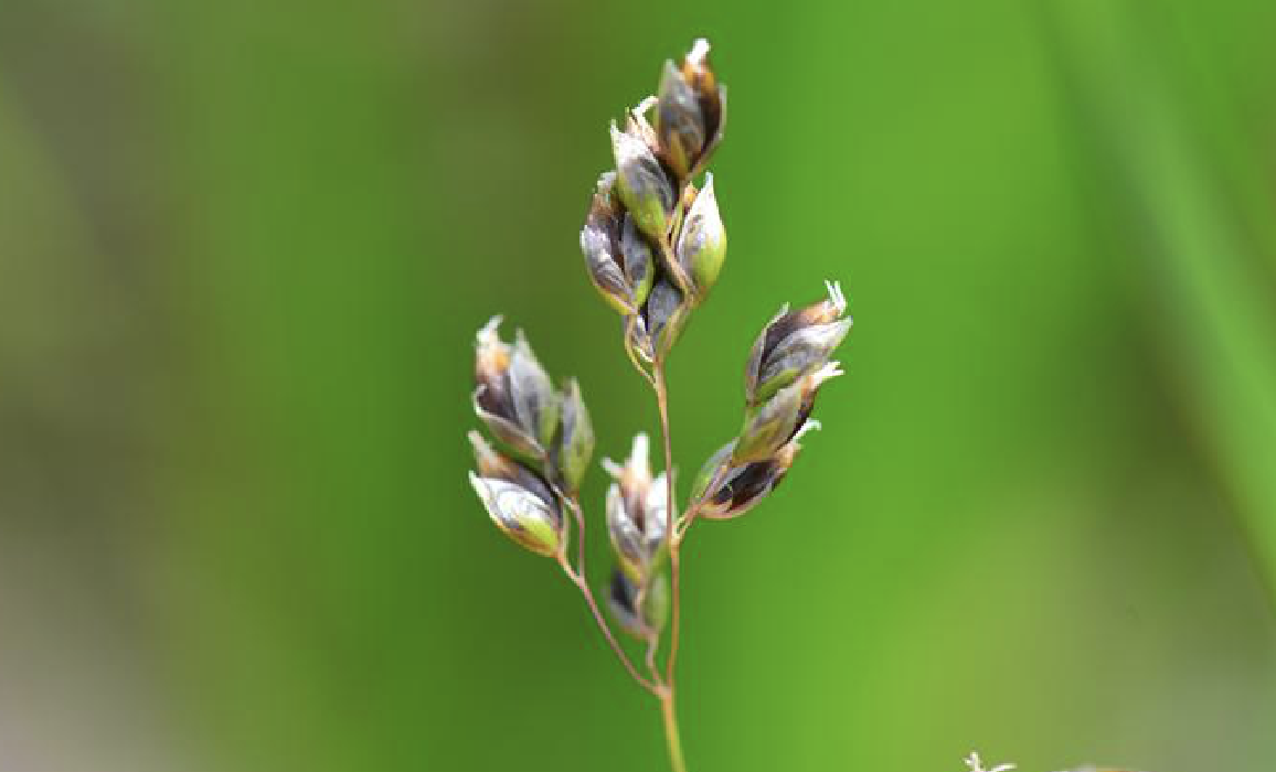 毛鞘茅香