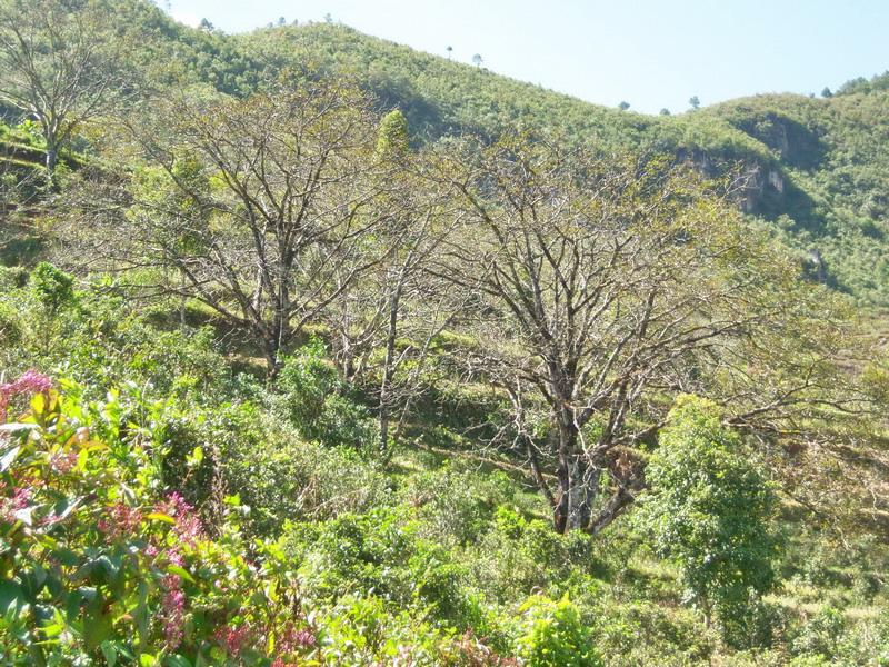 麥地坡自然村