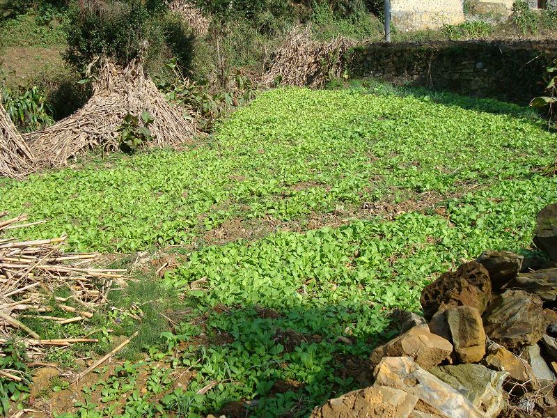 俄里自然村種植業