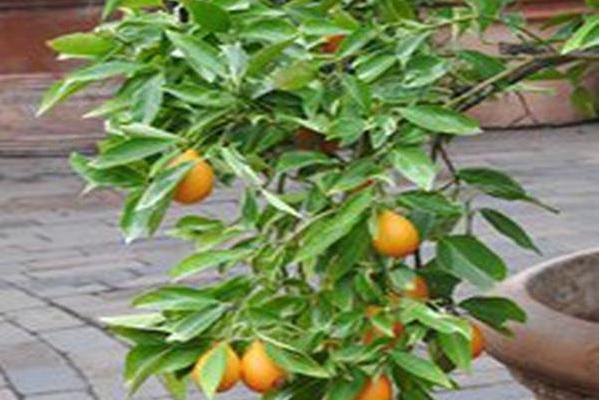 Citrus japonica \x27Centennial Variegated\x27