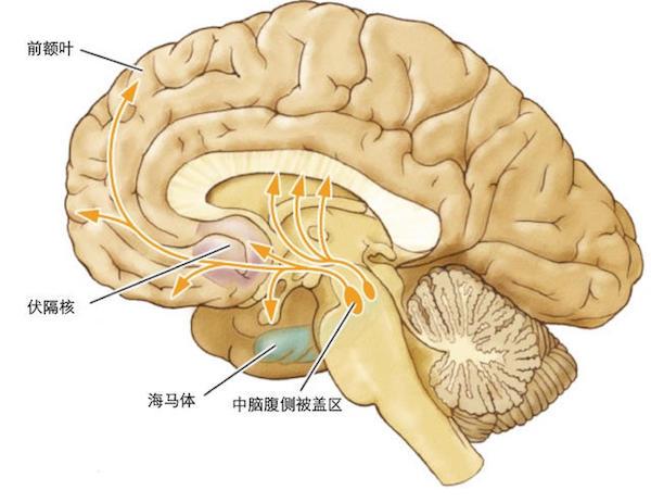 伏隔核