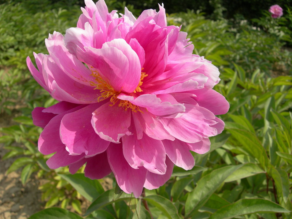 百花魁(芍藥屬牡丹栽培品種)