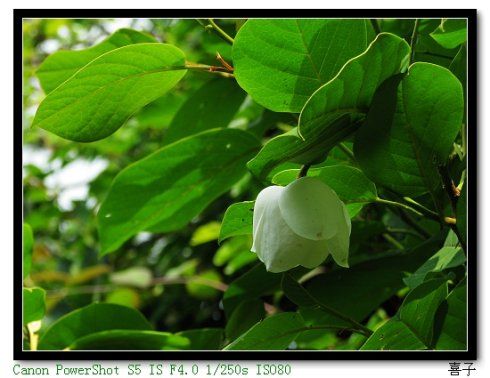 日本灰綠龍膽（變種）