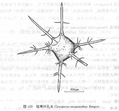 銳棘環孔蟲