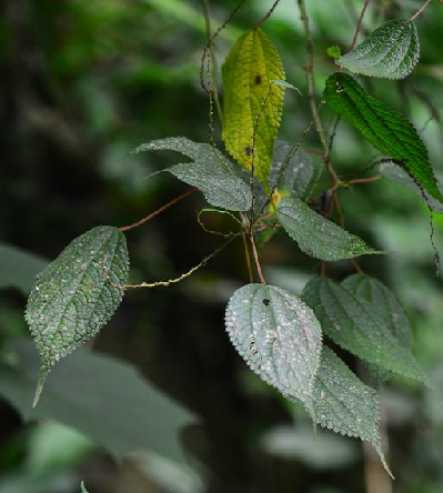 老熊花(錦葵科苘麻屬植物)