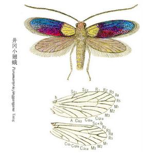 井岡小翅蛾