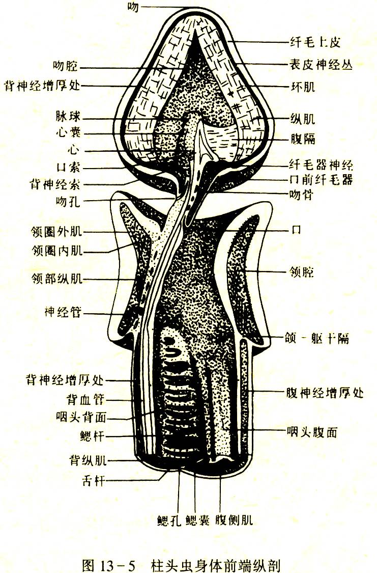 內部結構