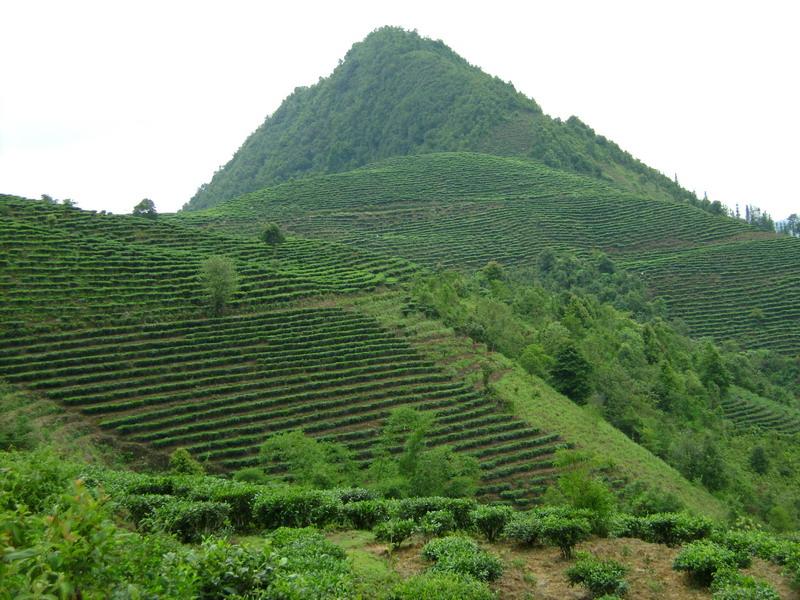 村中茶園