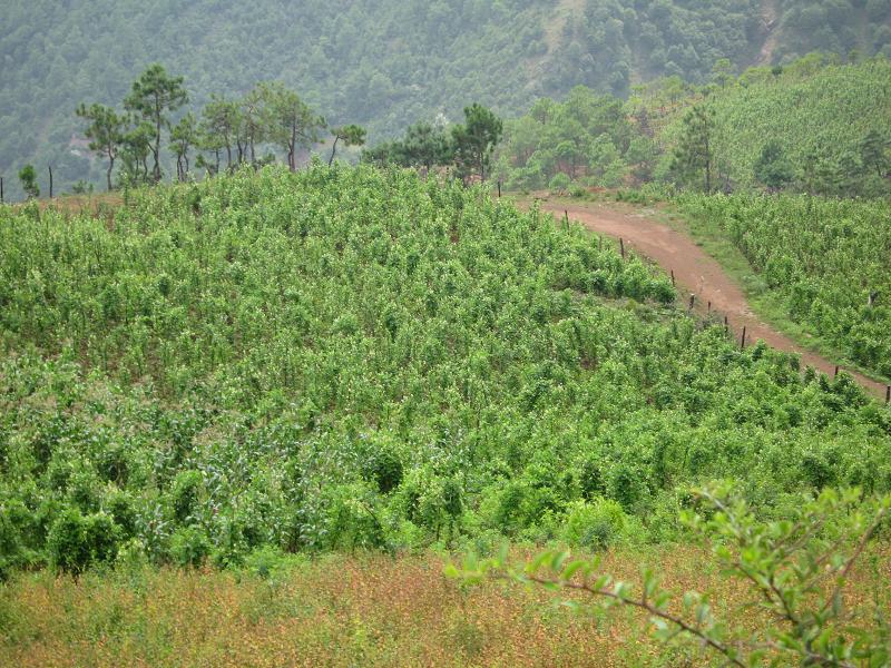 長梁下社村耕地