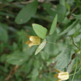 須蕊鐵線蓮