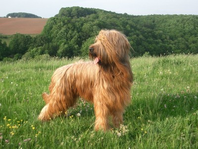 伯瑞犬(布里牧羊犬)