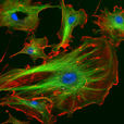 cytoskeleton