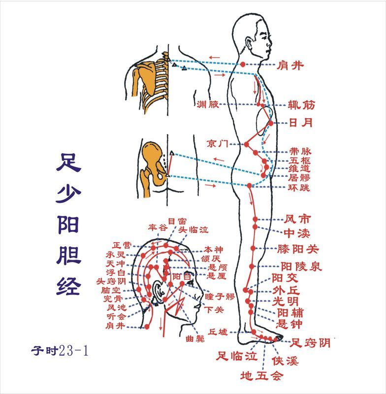 足少陽膽經經絡路線圖