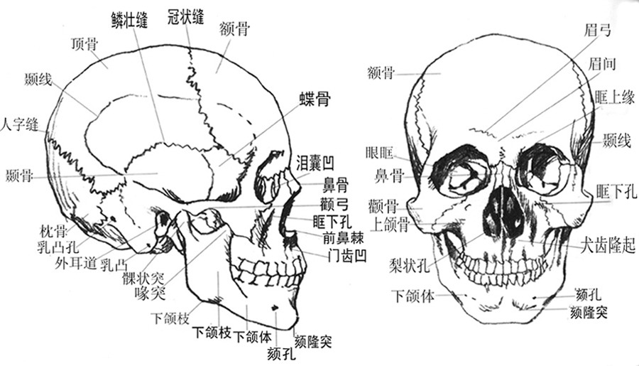 頭骨 介紹 組成 軟顱的發生 脊索期 腦底形成期 軟顱的骨化 咽顱的原始型 骨化與 中文百科全書
