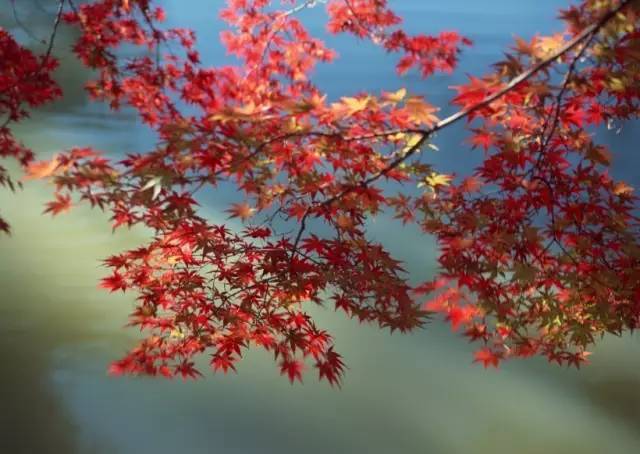 紅楓嶺村