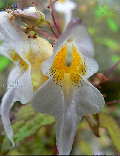 雙角鳳仙花