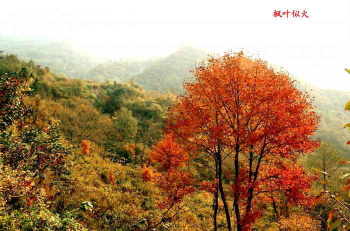 華陽大佛山生態旅遊風景區