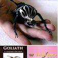 巨型甲蟲Goliathbeetles