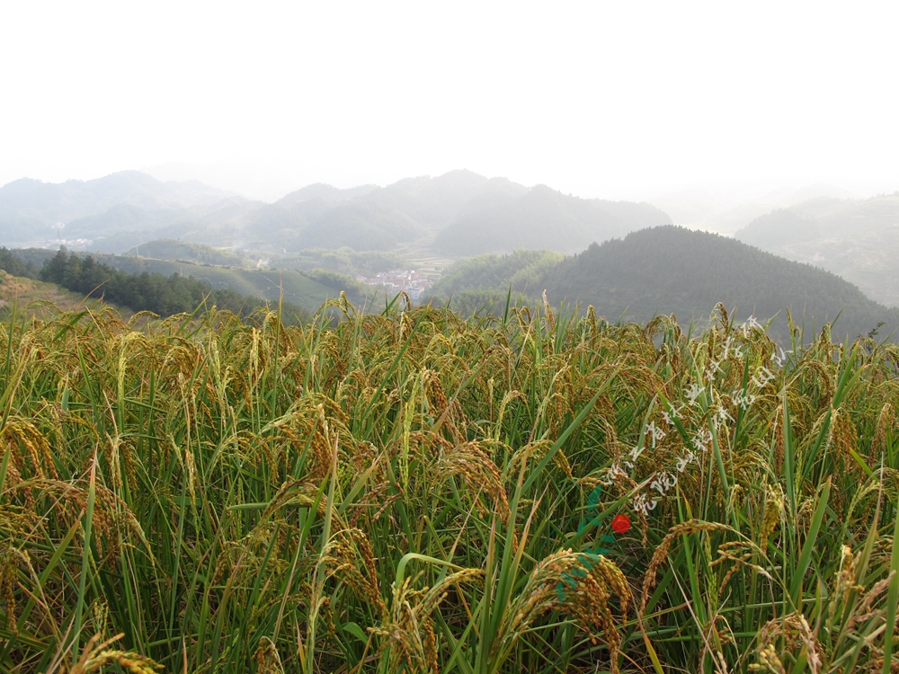 生長情況