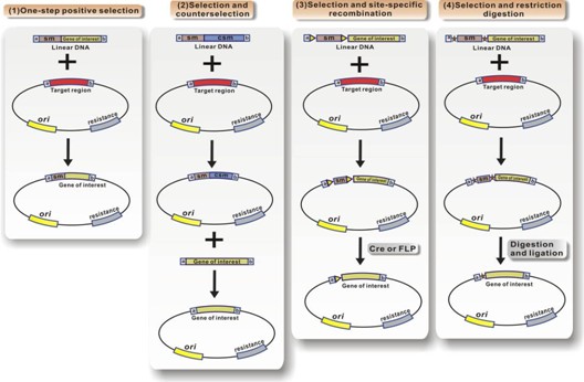 Red/ET重組中質粒修飾的四種策略