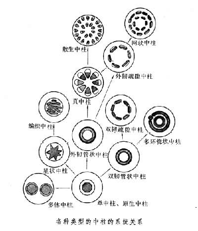 各種圍觀植物的中柱