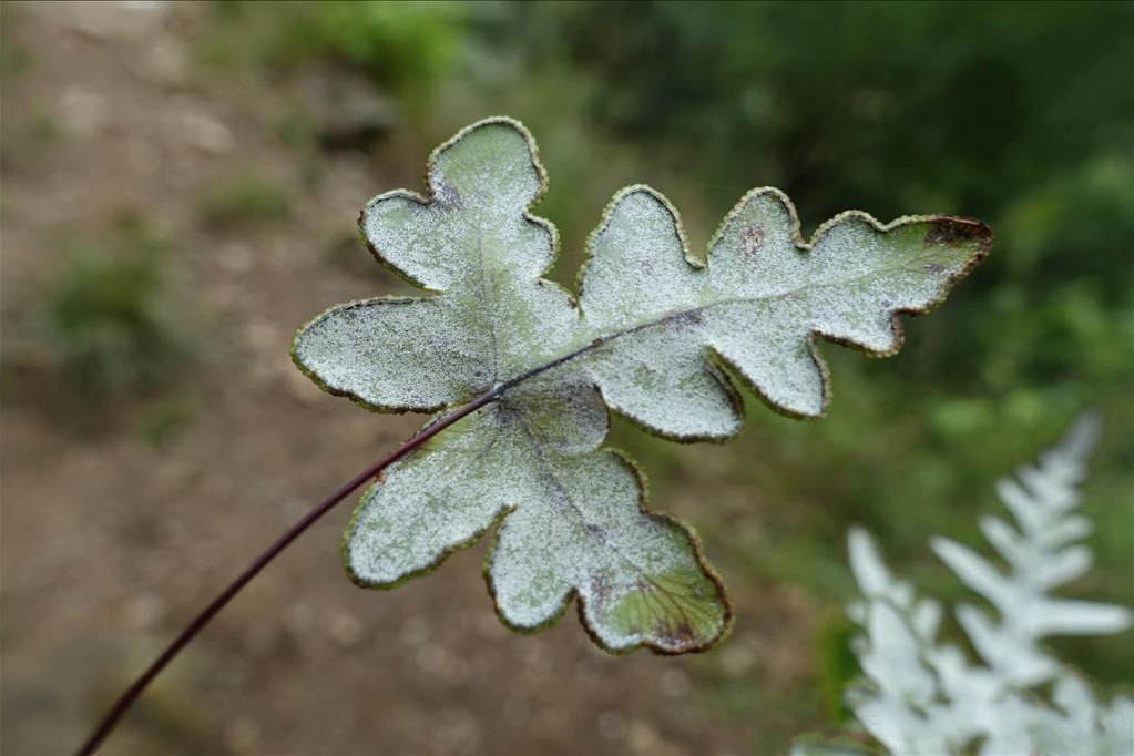 雪白粉背蕨