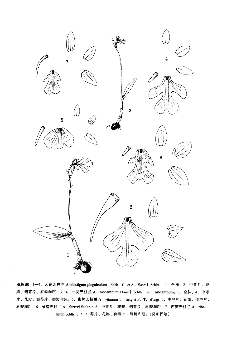 一花無柱蘭（原變種）