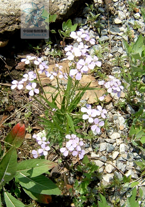 花旗桿屬