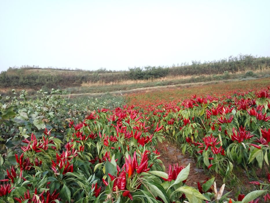 小馬溝村