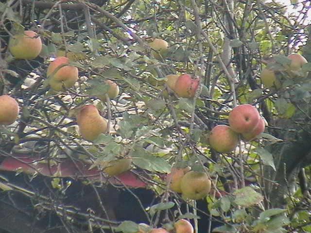 毛菇廠村蘋果種植業