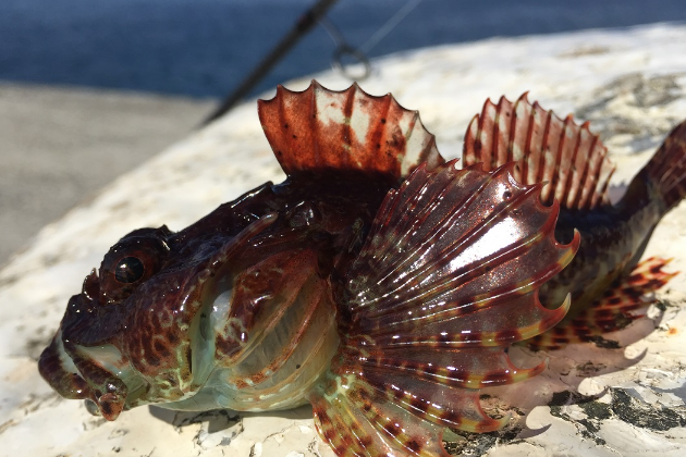 中華床杜父魚