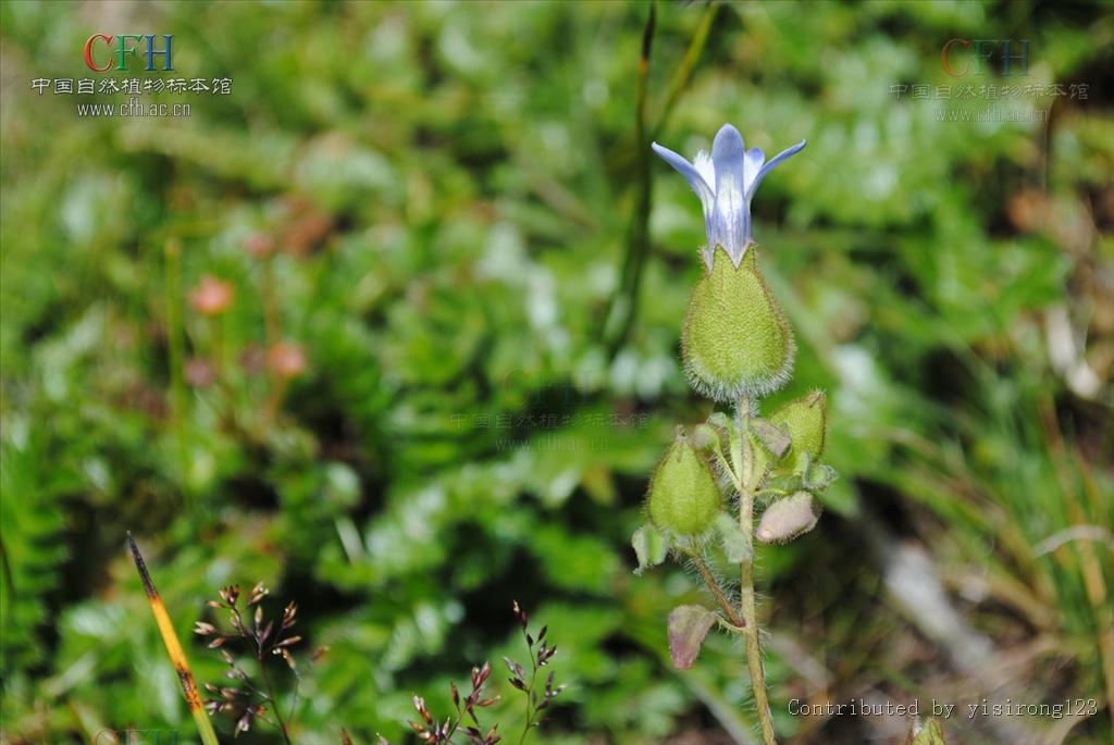 絹毛藍鐘花