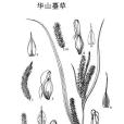 華山薹草