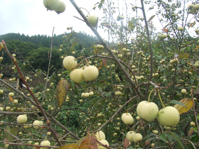 天峨大果山楂