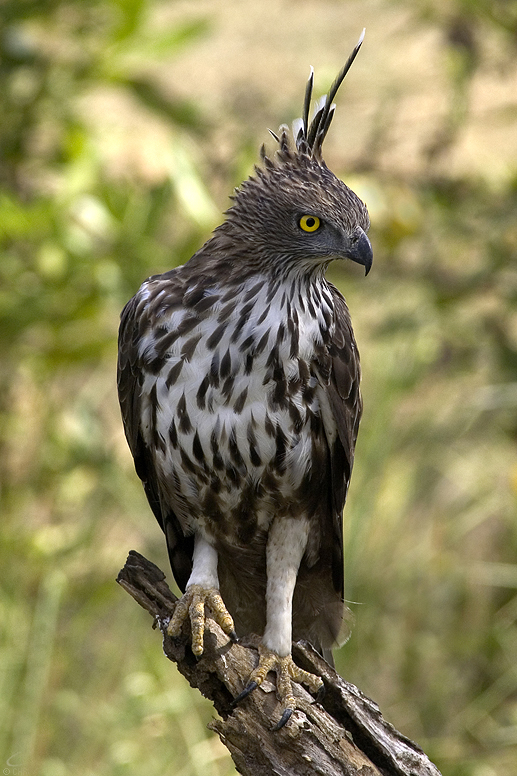 鳳頭鹰鵰