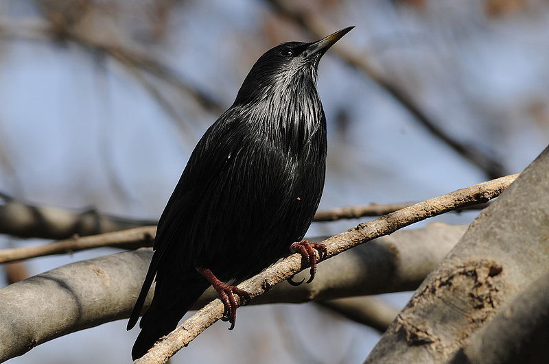 純色椋鳥