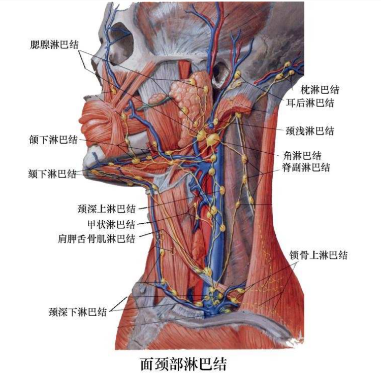 腹膜後淋巴囊