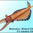 Anomalocaris