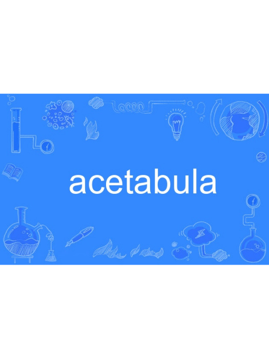 acetabula